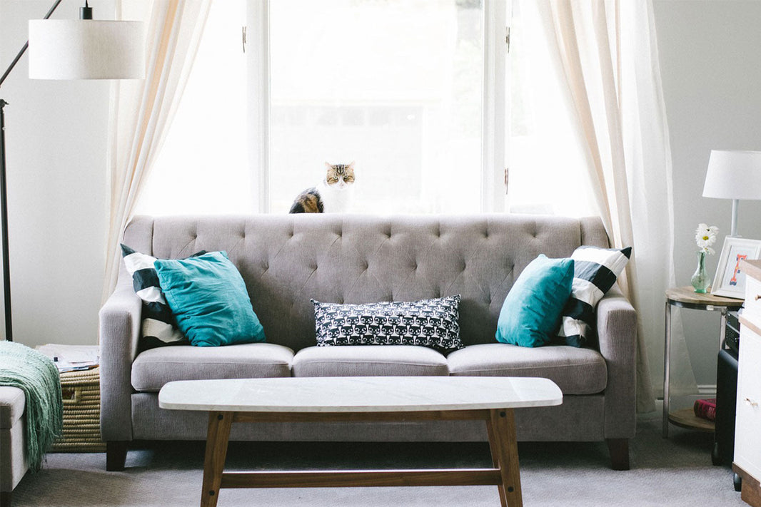 Jakie meble z materiałem przyjaznym zwierzętom