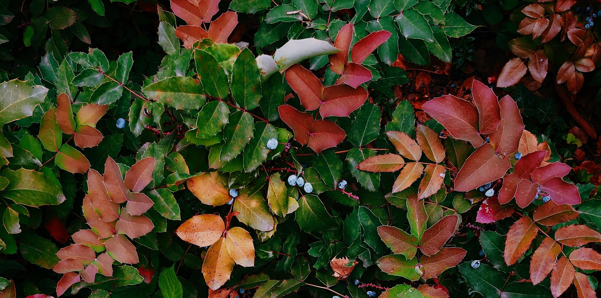 krzewy-ozdobne-o-sezonowych-lisciach-kolor-w-twoim-ogrodzie