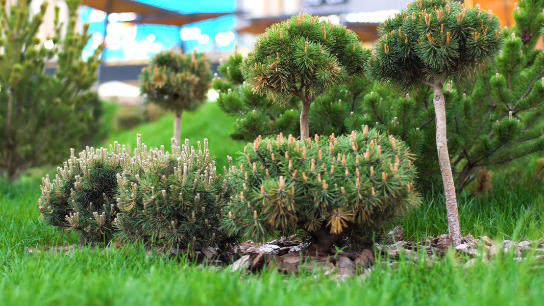 Niskie drzewa ozdobne do ogrodu